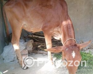 fitted-60_2025-10-25_18-48-57