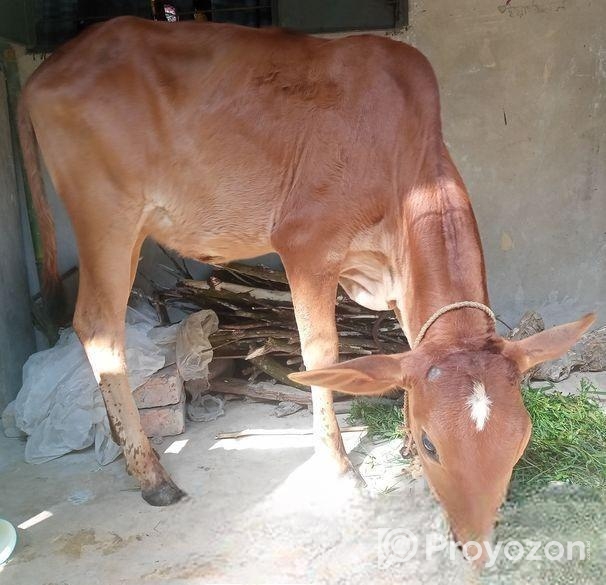 শাহিয়াল বকনা