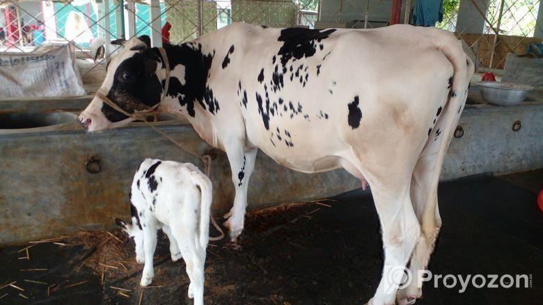 ৫১১নং নিঃসন্ধেহে গাভী কিনুন পোষার জন্য।