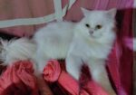 Traditional persian Adult male
