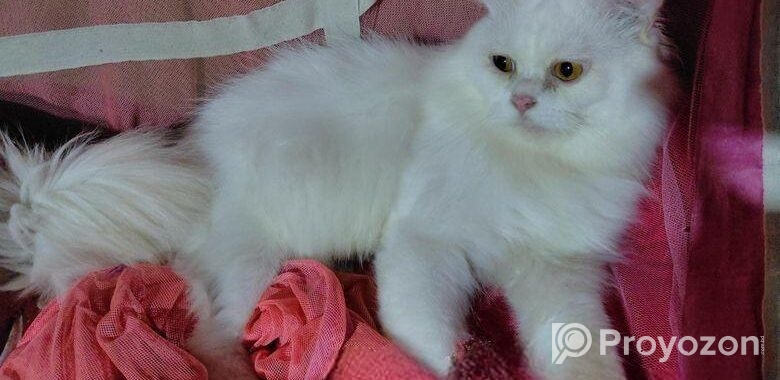 Traditional persian Adult male