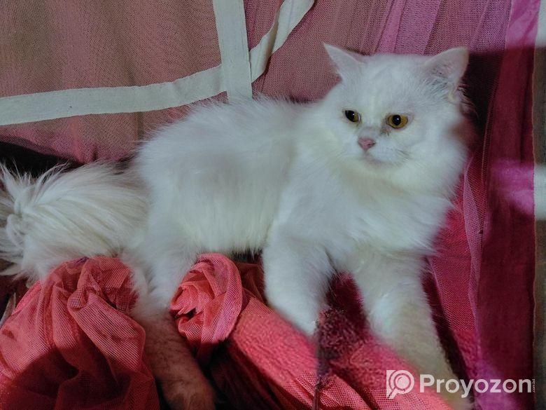 Traditional persian Adult male