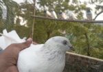 সাদা গিরিবাজ মাদি