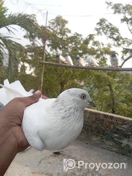 সাদা গিরিবাজ মাদি