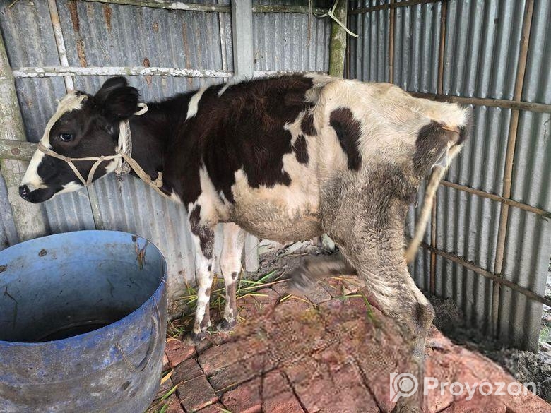 ফ্রিজিয়ান গরু