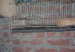 New adult love bird for sale
