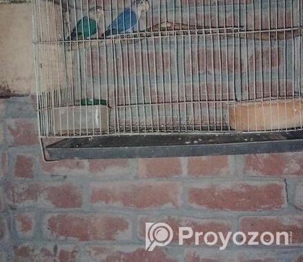 New adult love bird for sale