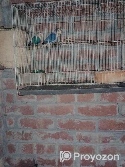 New adult love bird for sale