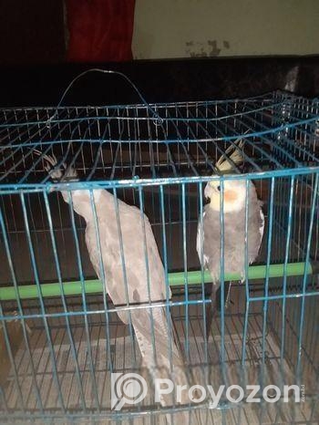 ককাটেল পাখি