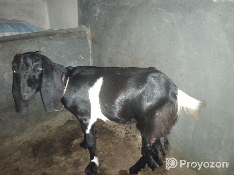 খাশি ছাগল বাচ্চা