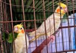 লুটিনো ফিমেল