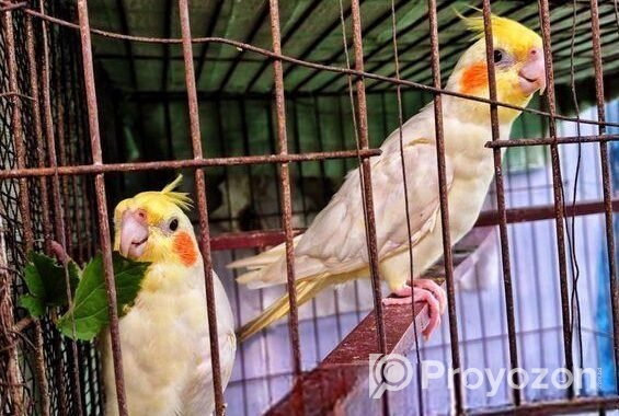 লুটিনো ফিমেল