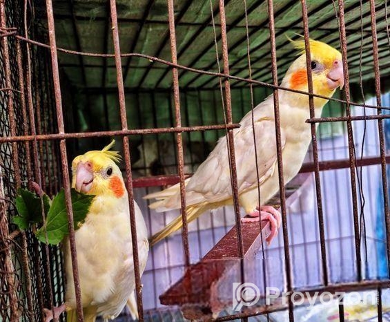 লুটিনো ফিমেল