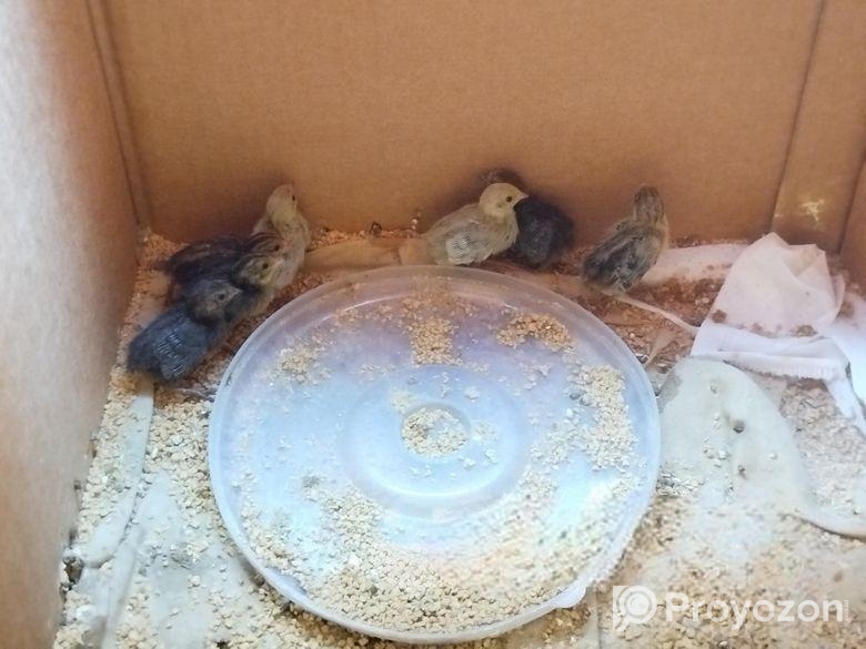 কিং কোয়েল