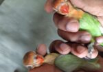 Greenfisher Opaline Lovebirds Baby.fullfresh And Best Quality.