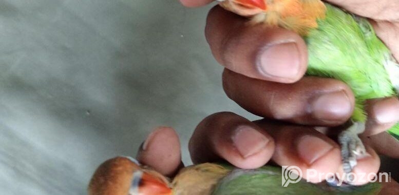 Greenfisher Opaline Lovebirds Baby.fullfresh And Best Quality.