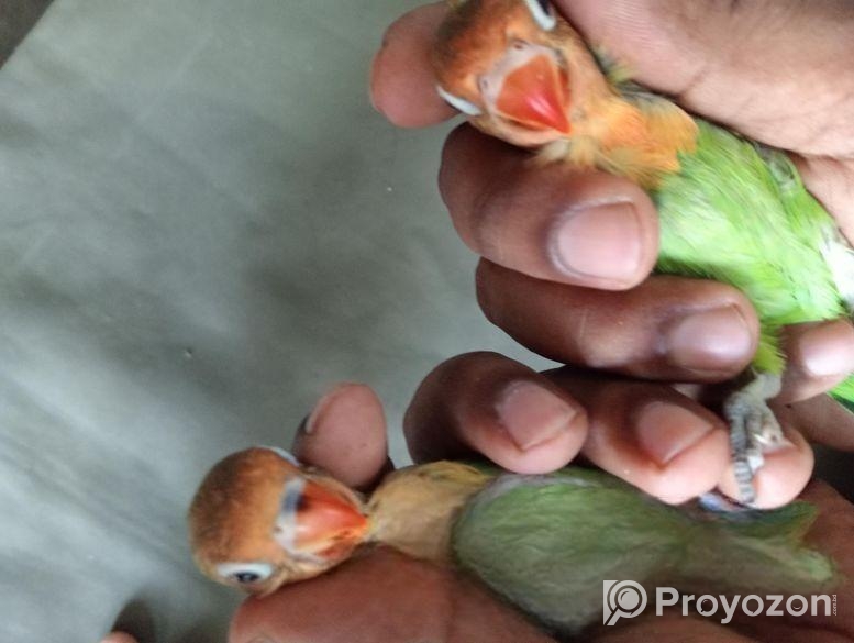 Greenfisher Opaline Lovebirds Baby.fullfresh And Best Quality.