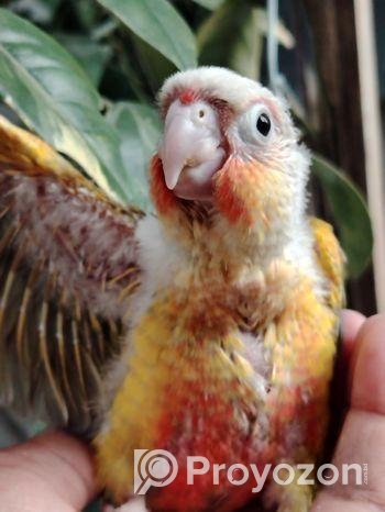 সিঙ্গেল রেড ফ্যাকটর পাইনাপেল কনুর বেবি