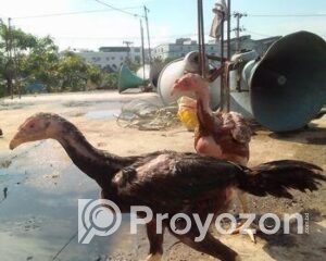 fitted-61_2025-10-21_10-29-00