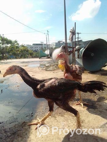 আসিল মুরগী বাচ্চা বিক্রি করা হবে।