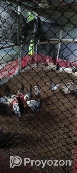 মিশরীয় ফাউমি মুরগী