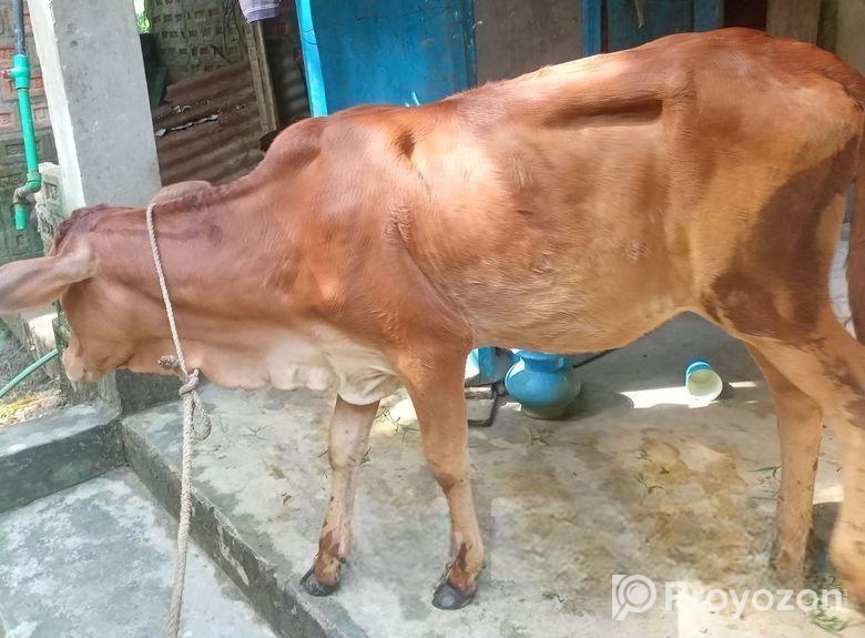 শাহিয়াল বকনা