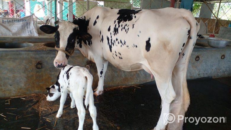 ৫১১নং নিঃসন্ধেহে গাভী কিনুন পোষার জন্য।