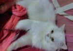 Traditional persian Adult male