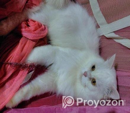 Traditional persian Adult male