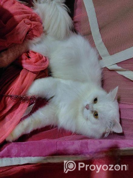 Traditional persian Adult male