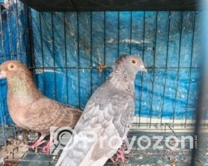 fitted-61_2025-10-28_17-30-00