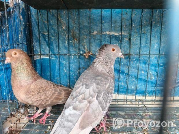 কবুতর বিক্রয়