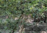 আমরুপালি লেবু গাছের চারা