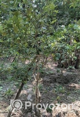 আমরুপালি লেবু গাছের চারা