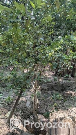 আমরুপালি লেবু গাছের চারা