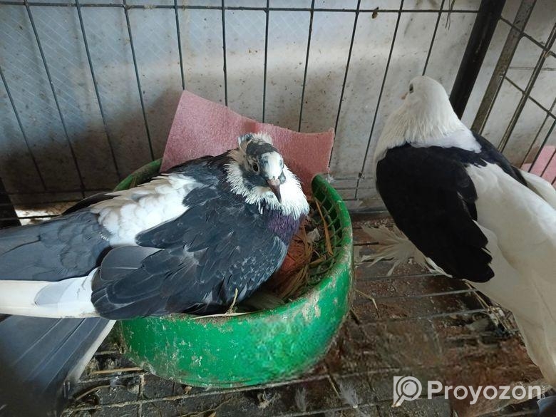 Peshoari 2 madi kobutor