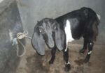 খাশি ছাগল বাচ্চা