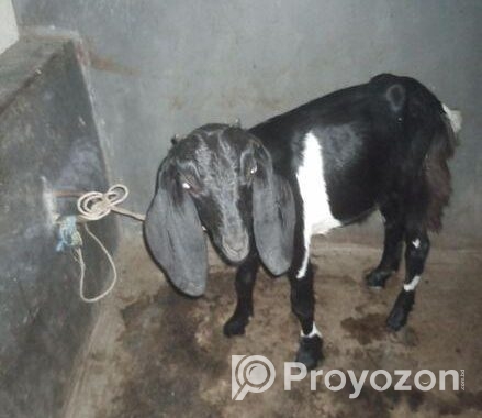 খাশি ছাগল বাচ্চা