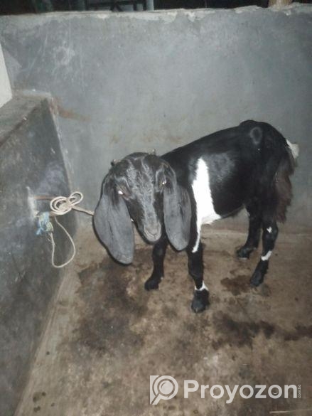 খাশি ছাগল বাচ্চা