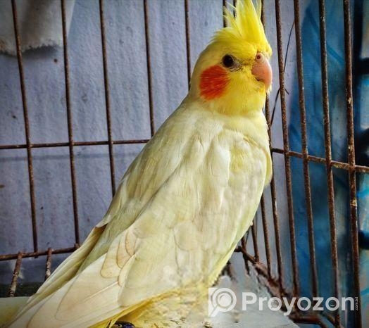 লুটিনো ফিমেল