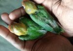 Greenfisher Opaline Lovebirds Baby.fullfresh And Best Quality.