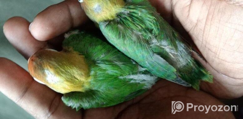 Greenfisher Opaline Lovebirds Baby.fullfresh And Best Quality.