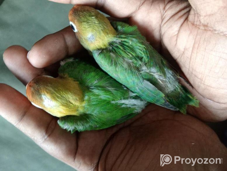 Greenfisher Opaline Lovebirds Baby.fullfresh And Best Quality.
