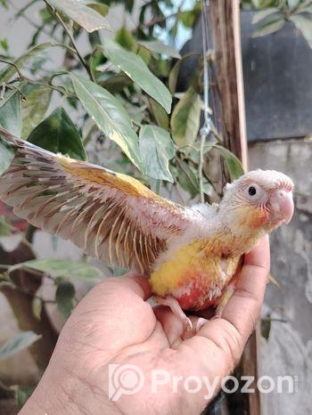 সিঙ্গেল রেড ফ্যাকটর পাইনাপেল কনুর বেবি