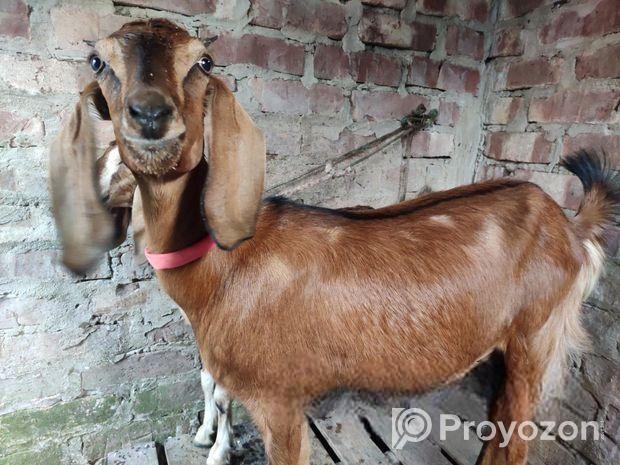 মা ও বাচ্চা সহ যমুনাপাড়ি ছাগী