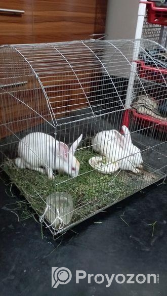 ১ টি মেয়ে ও একটি ছেলে খরগোশ