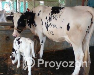 fitted-62_2025-10-26_10-01-45