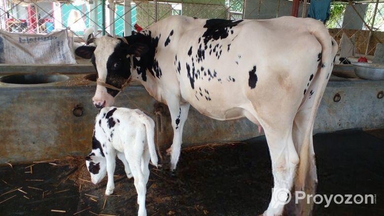 ৫১১নং নিঃসন্ধেহে গাভী কিনুন পোষার জন্য।