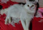 Traditional persian Adult male