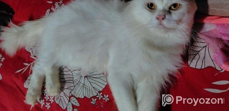 Traditional persian Adult male